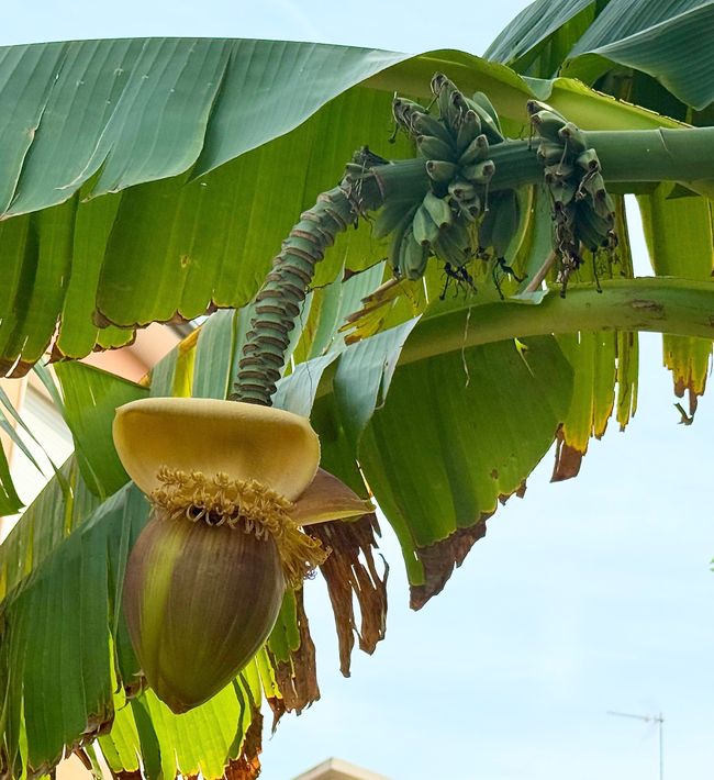 Die Blüte einen Bananenbaums.