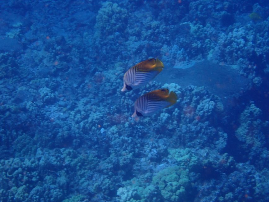 Snorkeling à Molokini - Poissons papillon drapeaux