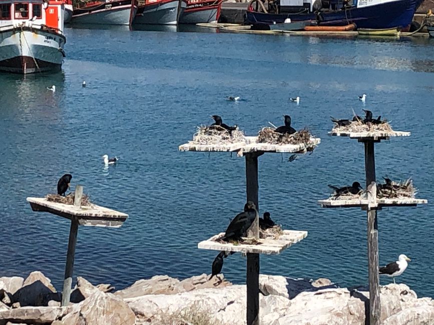 Bird Island - Komorane