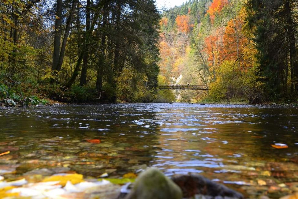 Senderismo de otoño en el Wutachschlucht: rojo, amarillo, naranja... ¡y tú en medio!