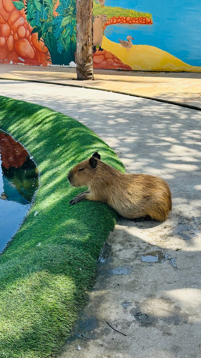 Cafè dei gatti e Mondo Cabybara