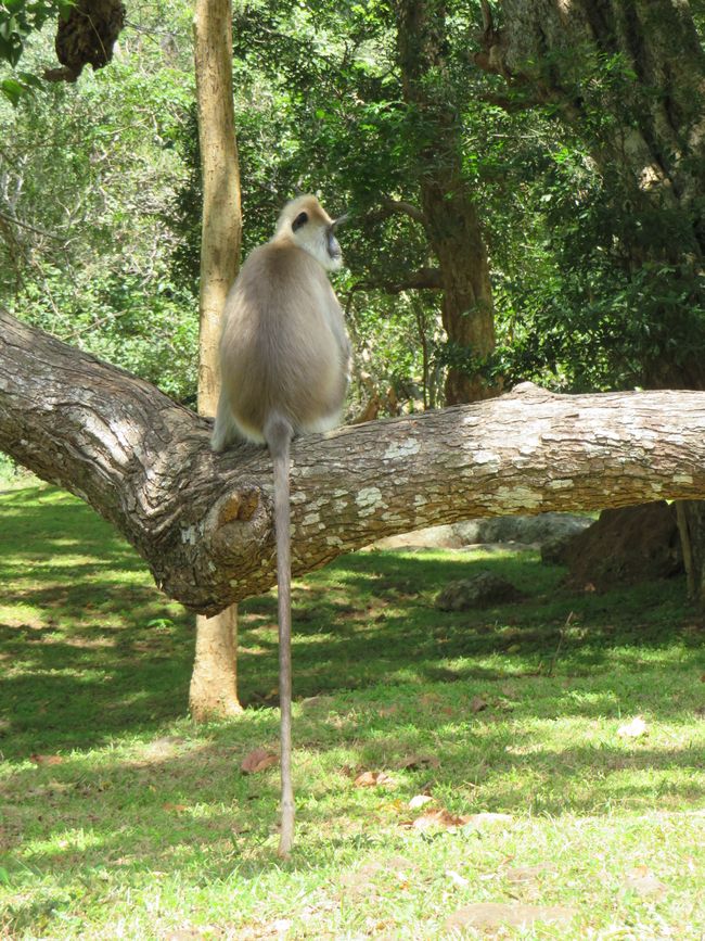 Sigiriya - Pidarungala Rock e Lions Rock