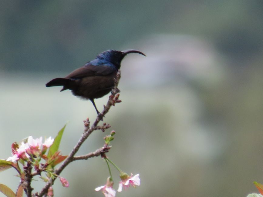 Nuwara Eliya - Dans les Highlands