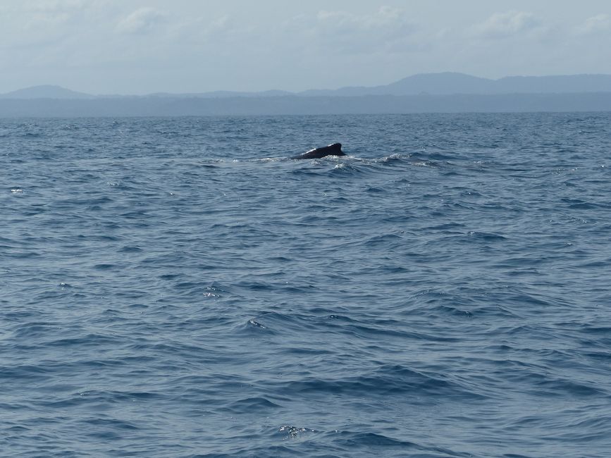 Brasil, Observación de Ballenas