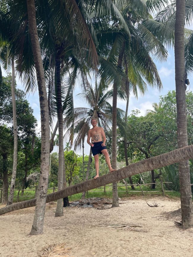 Julian on palm tree 