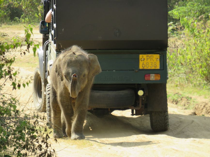 Udawalawa - Safari avec des éléphants