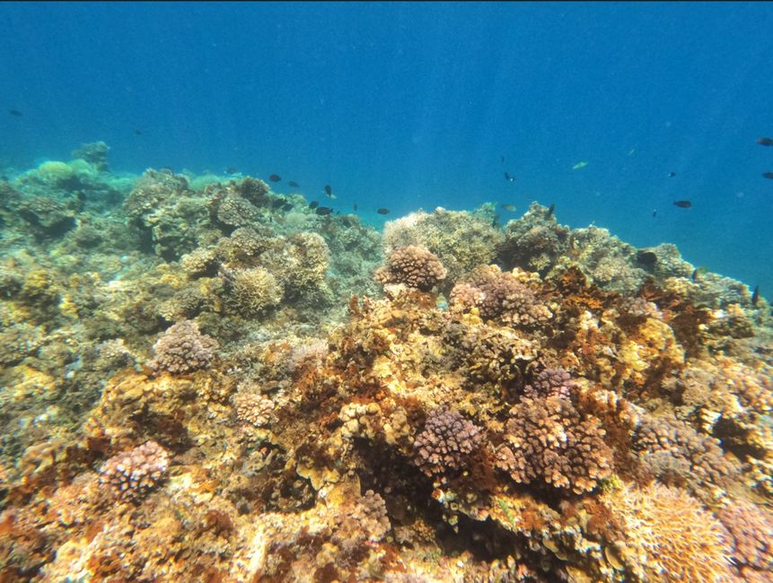 Pulau Papan and the Jellyfish Lake