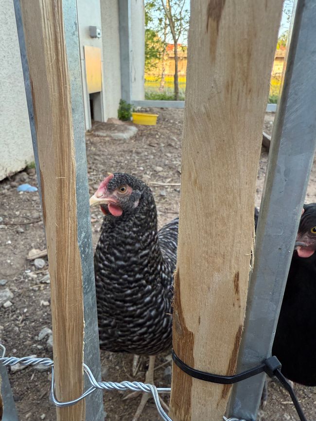 Hühner auf dem Hof/ chickens on the farm