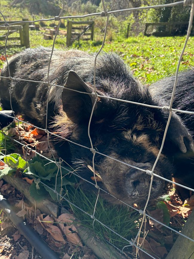 Schweine im Farm Park