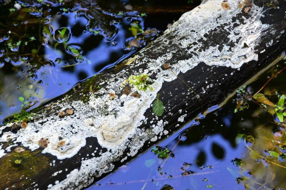 * * * Zwischen Himmel und Wasser * * *

Ein Spaziergang durch das Weingartener Moor