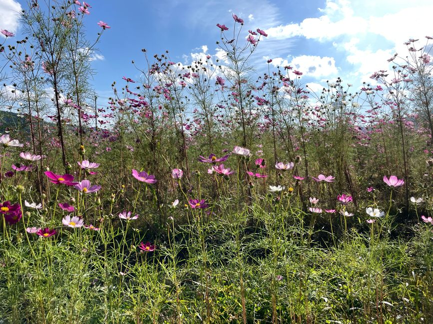 4.Kapitel: Ein bisschen vorzeitig ins Paradies