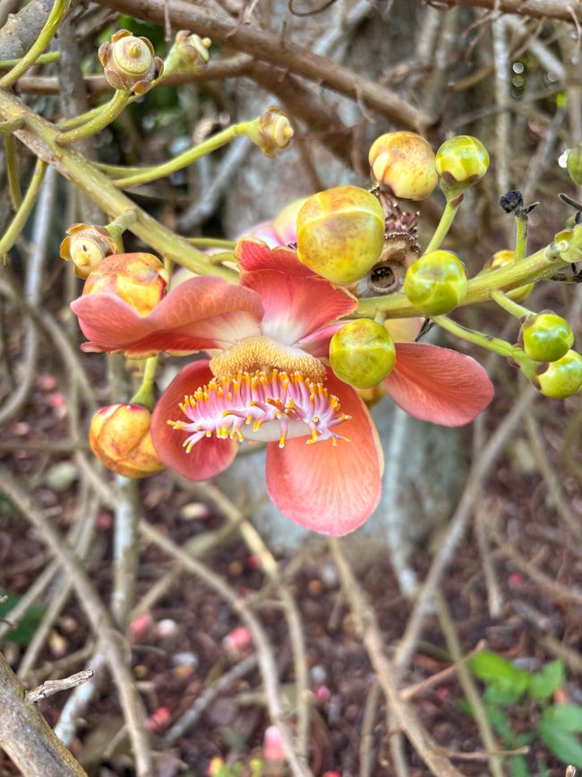 Orchideenausstellung im botanischen Garten