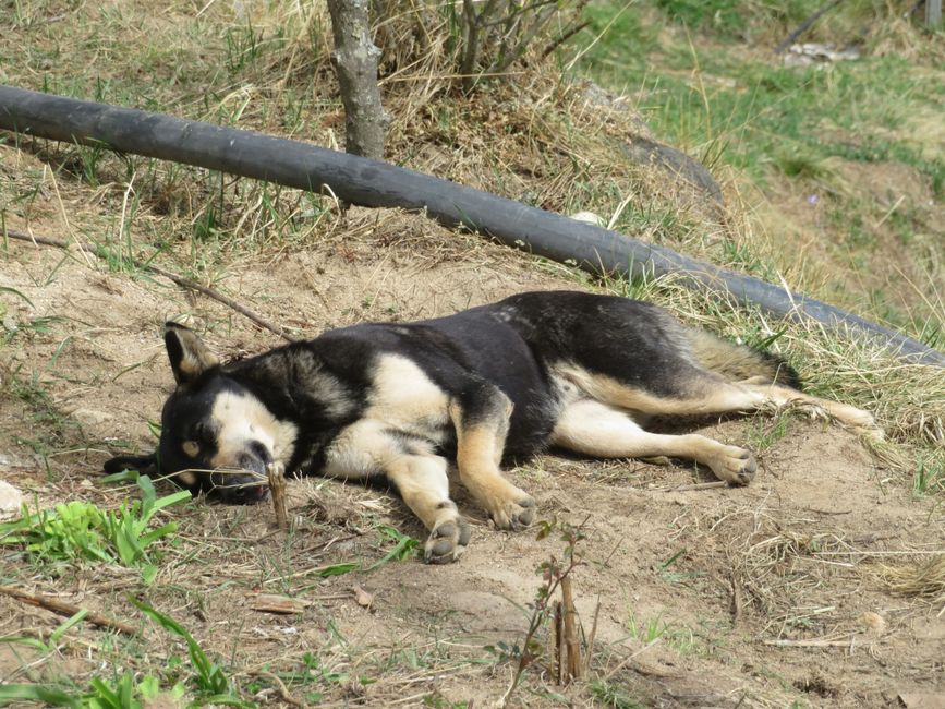 Erinnert die Herrschaften Waas und Ärmel an eine Hundedame