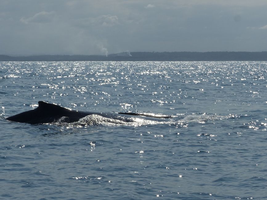 Brasil, Observación de Ballenas