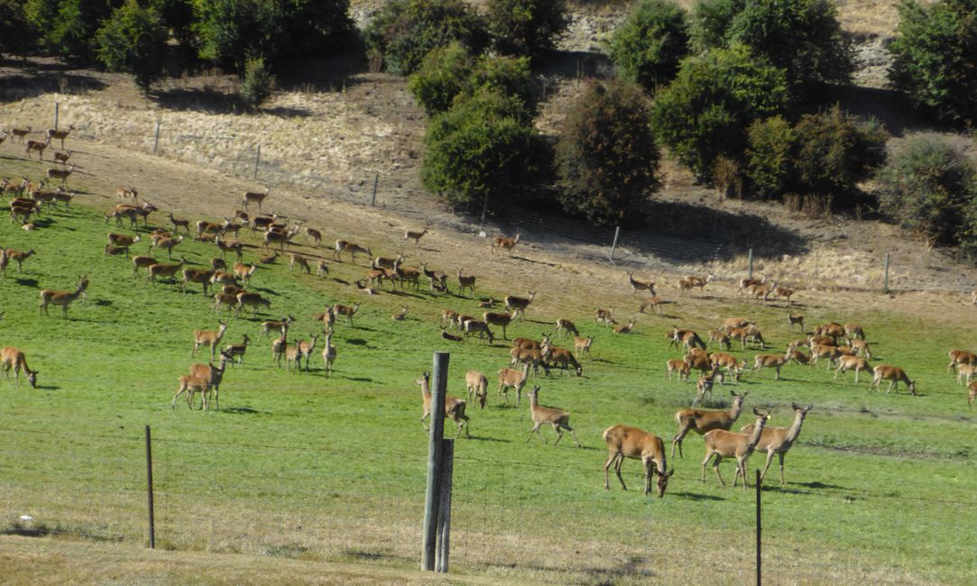 2025-02-26 Wanaka, Nuova Zelanda