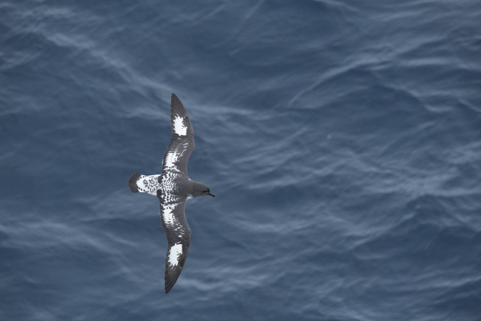 Kapsturmvogel / Cape petrel