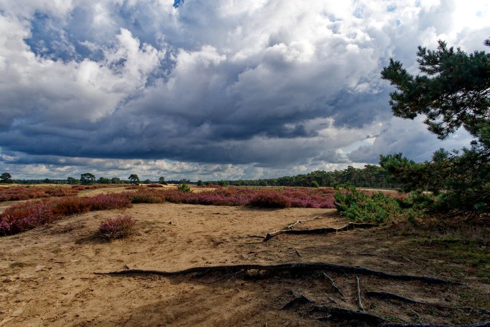 In der Hoge Veluwe