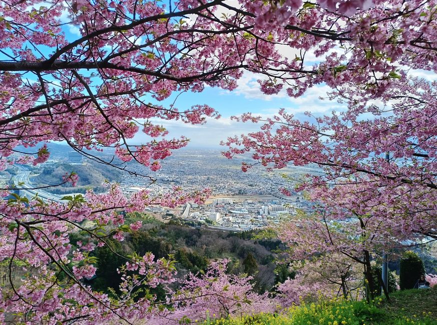 Cherry Blossom in Matsuda