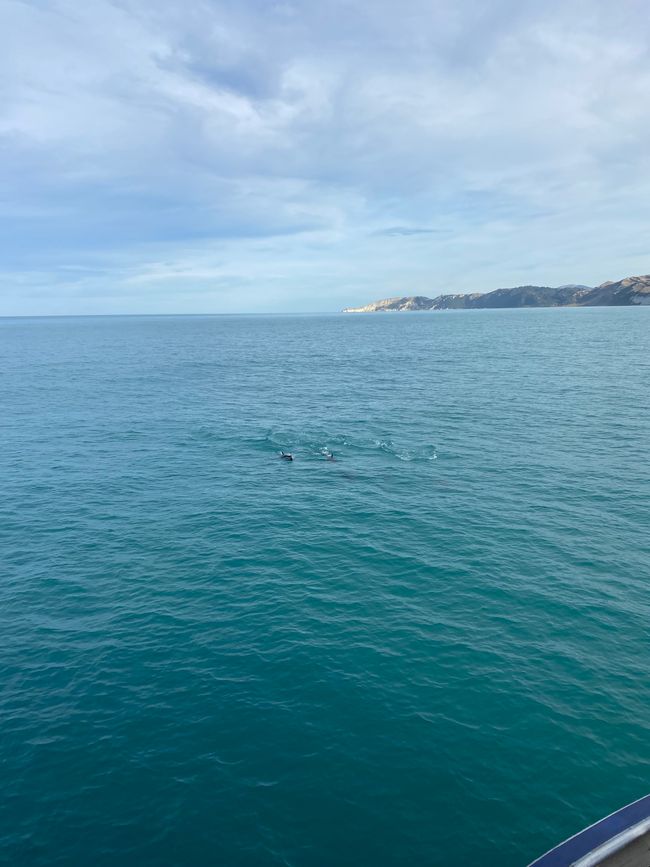 Dusky Dolphins kommen zu Besuch.
