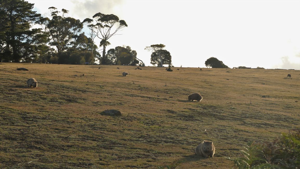 - Singapur & Tasmania 2019 -