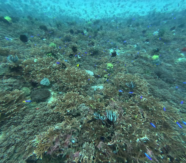 Tag 20: Il mondo sottomarino di Bali