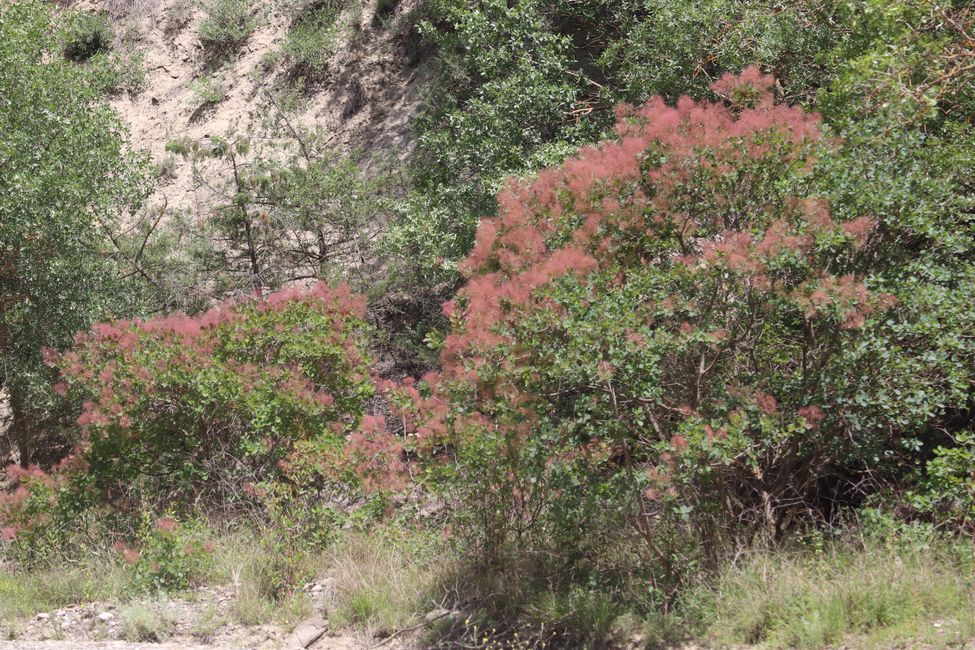 Flowering tamarisk bush
