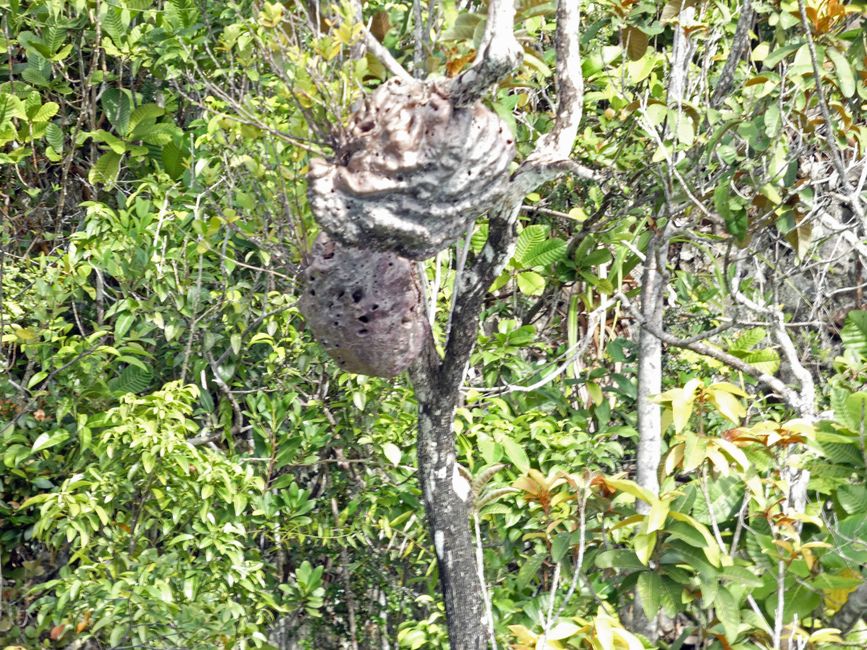 Ameisenpflanzen, der Baum stellt den Ameisen ein fertiges Nest zur Verfügung und bildet eine symbiotische Lebensgemeinschaft