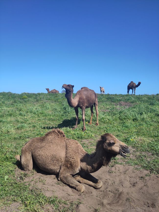 Camellos en la granja Humpalicious