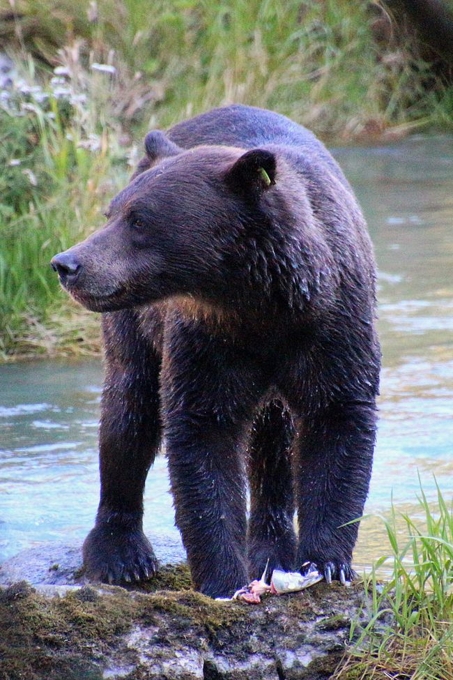 Day 26: Chilkoot River - a big bear show & photoshoot with 'Lulu'