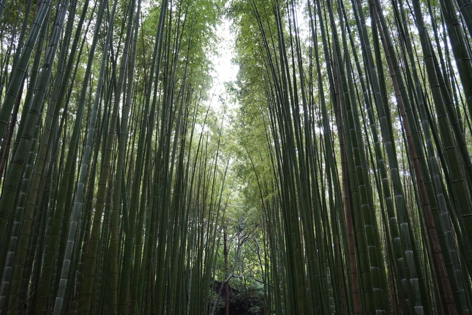 Gartenbesichtigung im regnerischen Kyoto