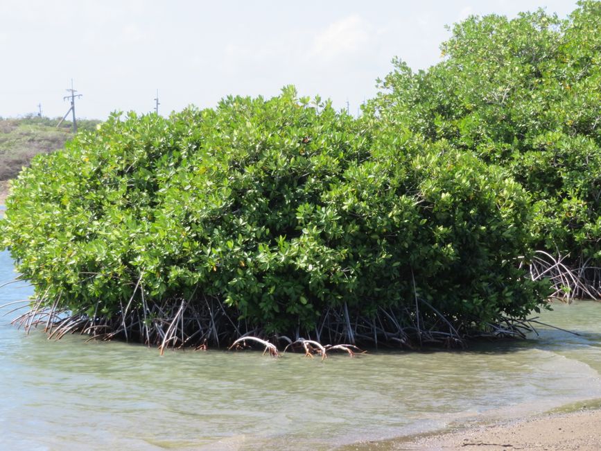 Mangroves ?