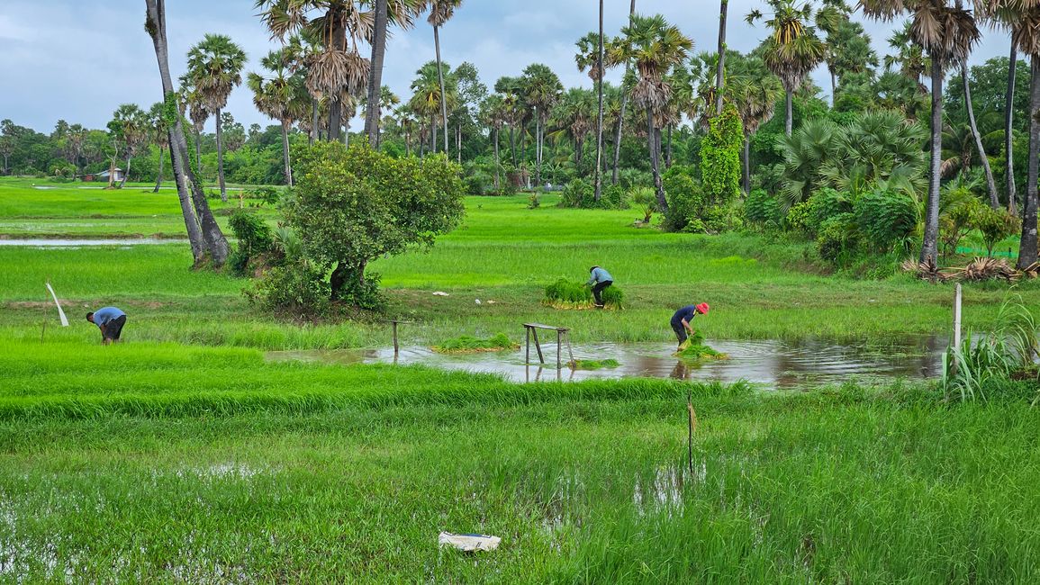 Siem Reap