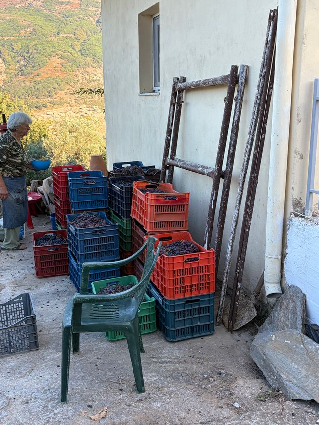 Φτιάξε κρασί (Wein machen)