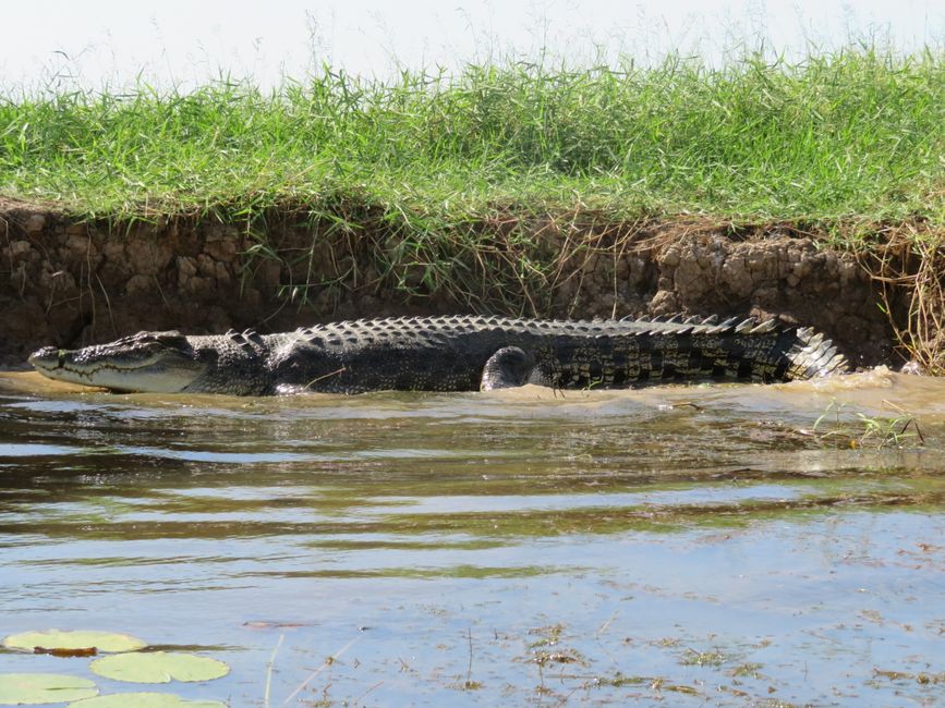 Salzwasserkrokodil beim Sonnenbaden