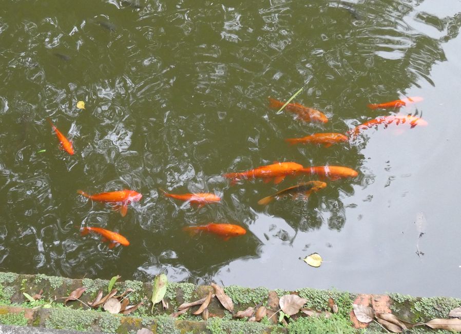 Goldfische in einem der Teiche im Literaturtempel