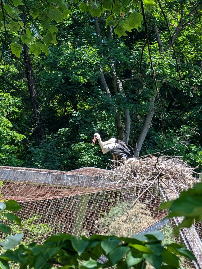 Ludwigsburg ● Blühender Barock Garten