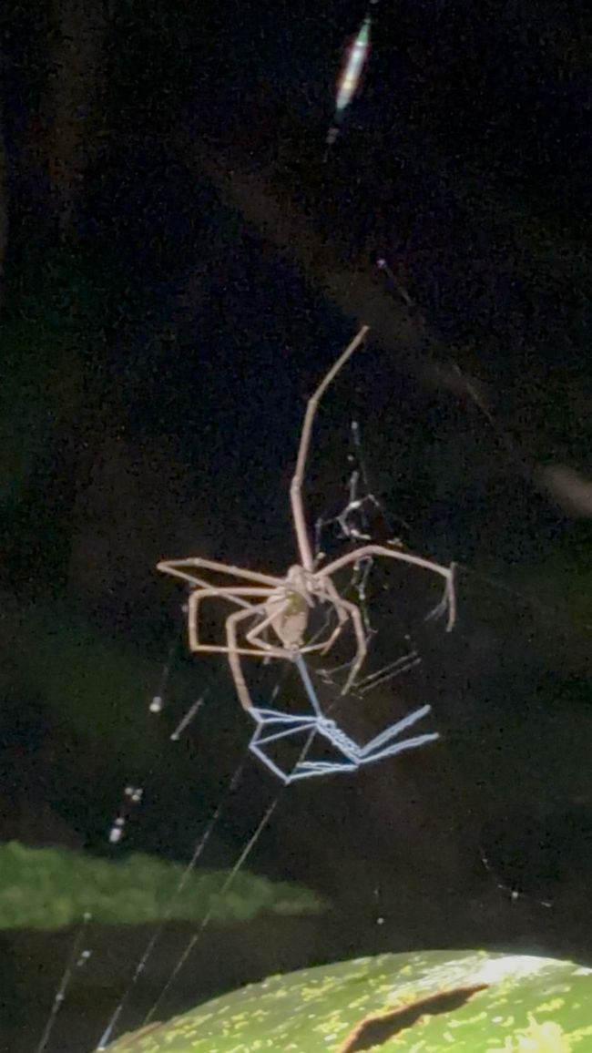 Tag 28, 22 mai, Daintree, la plus ancienne forêt tropicale du monde