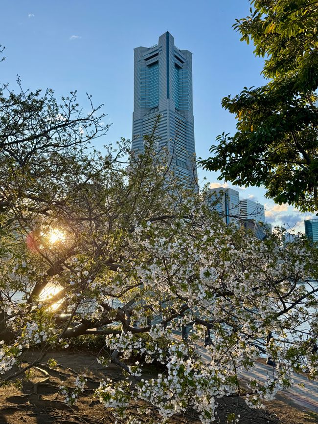 Parte 7
BENVENUTO IN GIAPPONE 🇯🇵
TOKYO