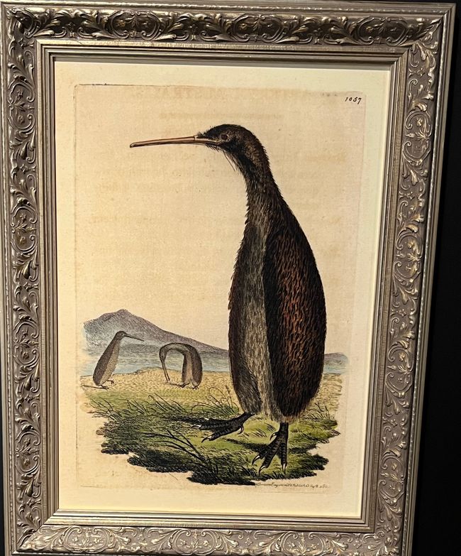 Il Kiwi - un uccello insolito e 'brutto' con caratteristiche impressionanti