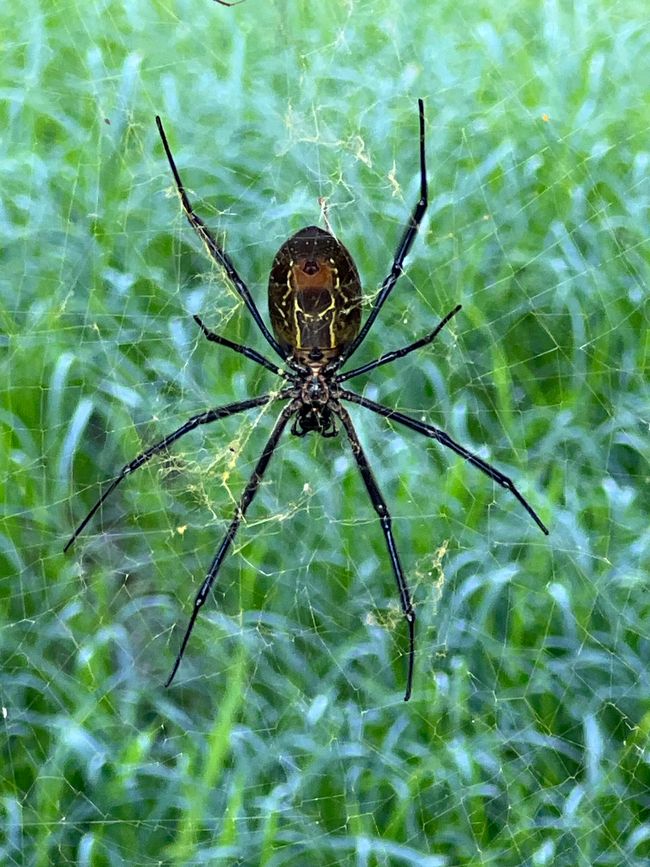 Viktoriasee Serena