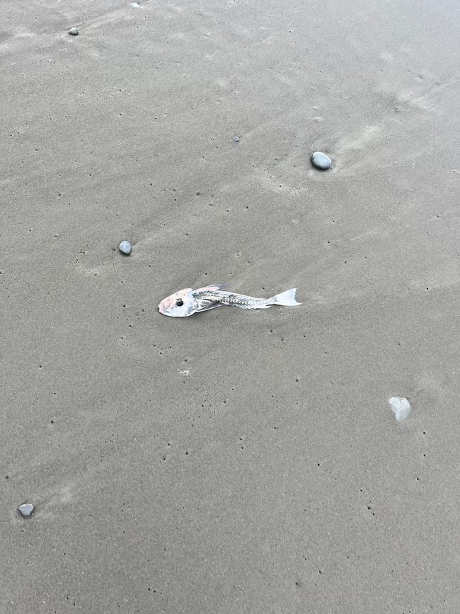 Kaikōura 🐬
