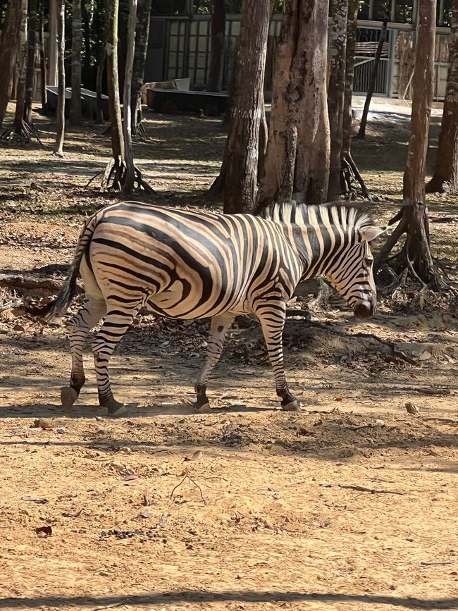 Tag 16 - Phu Quoc: Tierische Higloghts und glitzerndes Einhorn