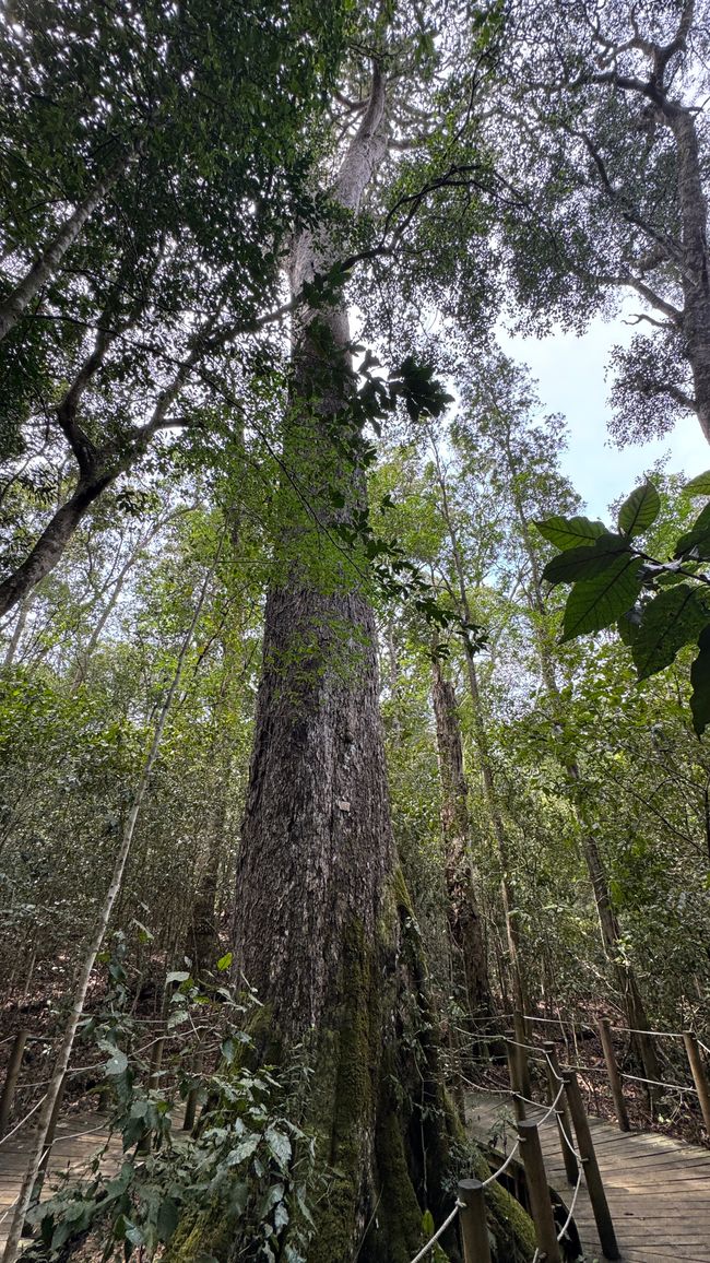 Big Trees nel Parco Nazionale di Tsitsikamma