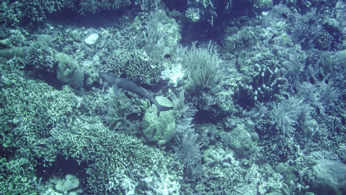 Bunaken