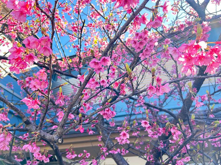 Kirschblüten in Japan - Tag 12-13 