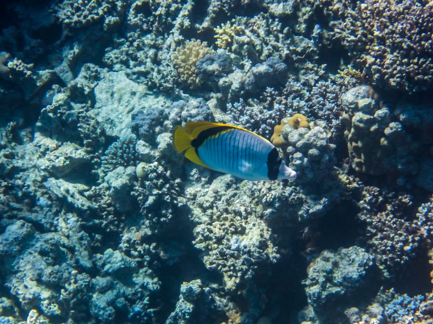 Grand poisson-papillon