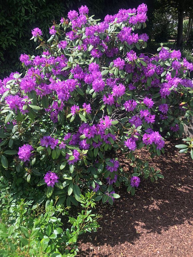 Radeln zum Rosengarten
