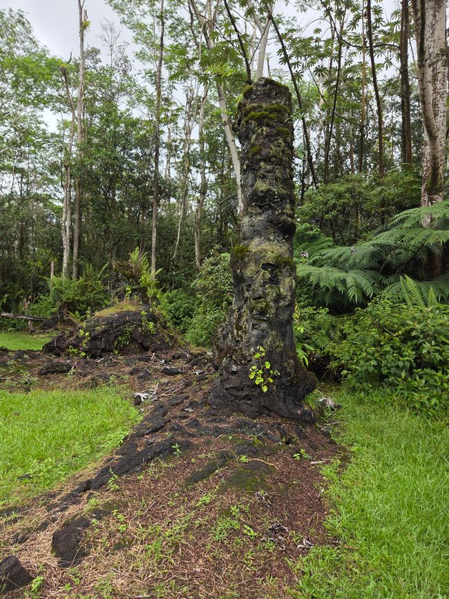 Arbre de Lave 