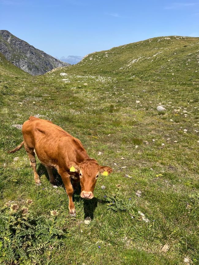 Cow