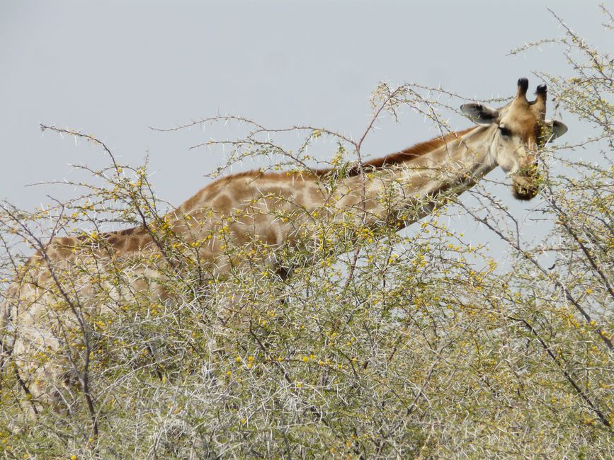 Etosha- o el susto de cumpleaños